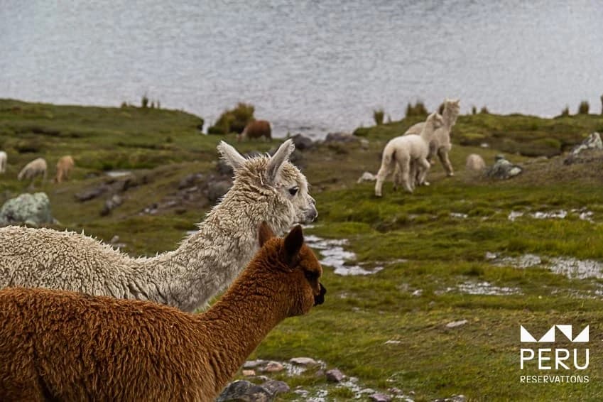Ausangate 7 Lagunas: Una Aventura de Día Completo a Siete Impresionantes Lagunas Glaciares en los Andes - foto 1