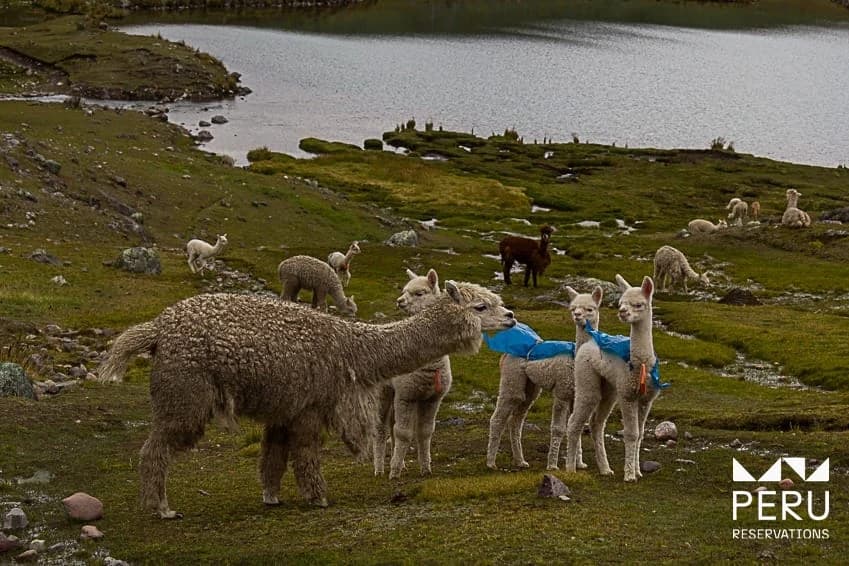 Ausangate 7 Lagunas: Una Aventura de Día Completo a Siete Impresionantes Lagunas Glaciares en los Andes - foto 3