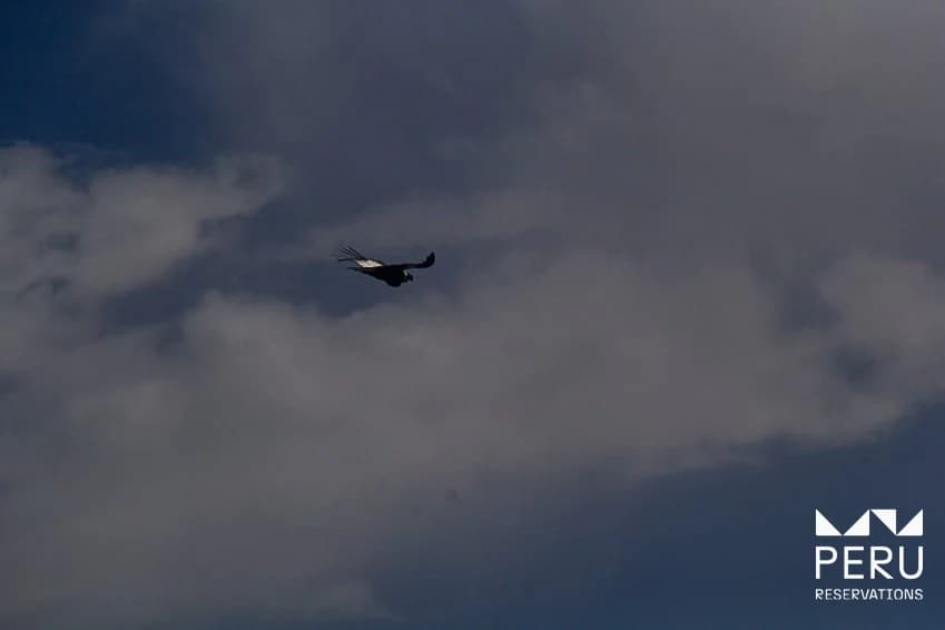 Chonta Condor Viewpoint: Full Day Hike to the Andean Condor Observatory - photo 4