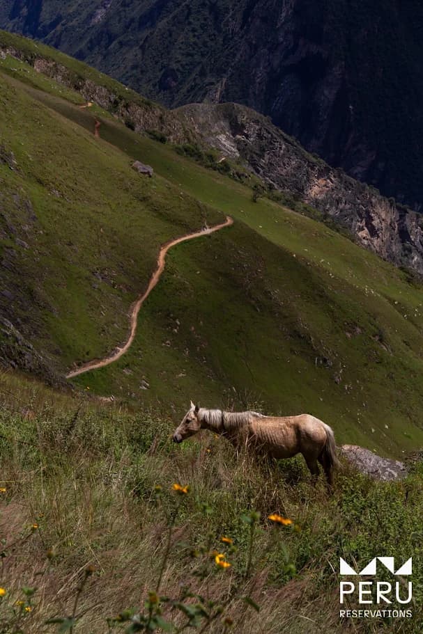 Caminata Choquequirao y Machu Picchu 8 Días / 7 Noches: La Última Expedición Andina - foto 3