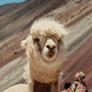 alpaca_blanca_y_gente_en_montaña_arcoíris-white_alpaca_and_people_in_rainbow_mountain