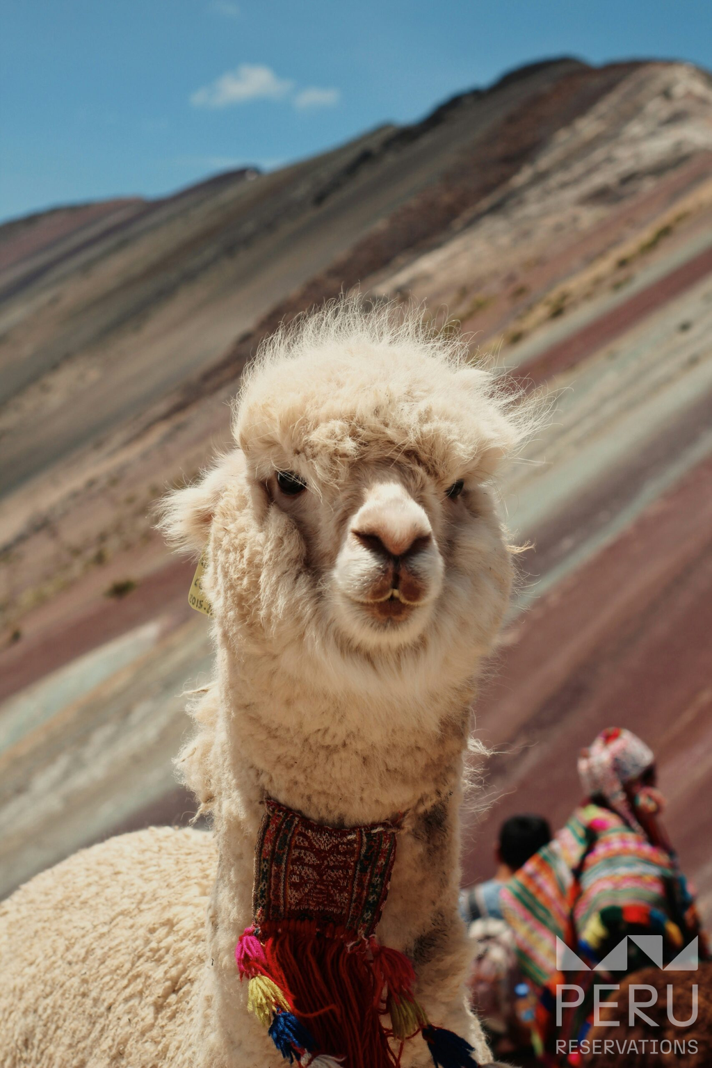 alpaca_blanca_y_gente_en_montaña_arcoíris-white_alpaca_and_people_in_rainbow_mountain alpaca_blanca_y_gente_en_montaña_arcoíris-white_alpaca_and_people_in_rainbow_mountain