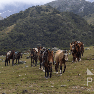 caballos_con_monturas_caminando_en_campo_montañoso_verde-horses_with_saddles_walking_in_green_mountainous_field