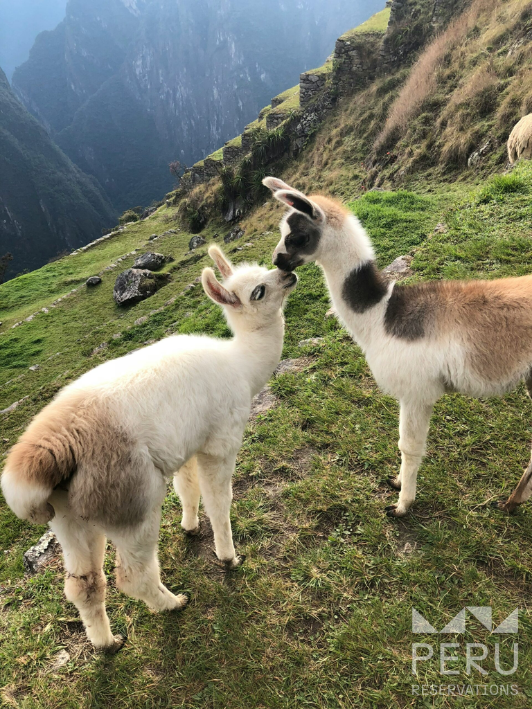 dos_llamas_besándose_en_terrazas_de_machu_picchu-two_llamas_kissing_on_machu_picchu_terraces dos_llamas_besándose_en_terrazas_de_machu_picchu-two_llamas_kissing_on_machu_picchu_terraces