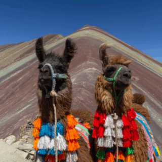 dos_llamas_decoradas_en_montaña_arcoíris_perú-two_decorated_llamas_at_rainbow_mountain_peru