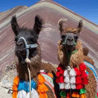dos_llamas_decoradas_frente_a_montaña_arcoíris_perú-two_decorated_llamas_in_front_of_rainbow_mountain_peru