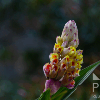 espiga_floral_amarilla_y_morada_con_hoja_verde-floral_spike_yellow_and_purple_with_green_leaf