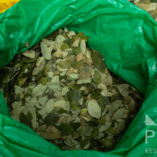 hojas_de_coca_en_bolsa_verde-coca_leaves_in_green_bag
