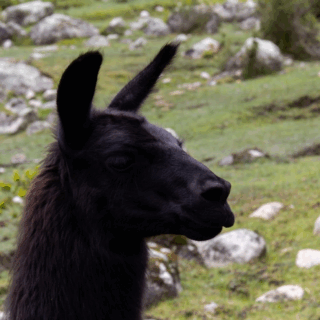 llama_negra_de_perfil_en_campo_rocoso-black_llama_in_profile_in_rocky_field