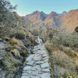 llama_sobre_sendero_de_piedra_en_montañas-llama_on_stone_path_in_mountains