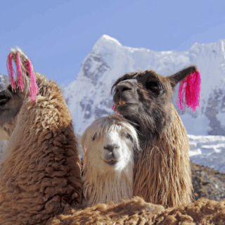 llamas_con_pompones_rosados_en_montañas_andes-llamas_with_pink_tassels_in_andes_mountains
