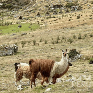 llamas_en_ladera_rocosa_con_cabañas_de_piedra-llamas_on_rocky_hillside_with_stone_cabins