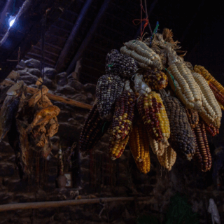 mazorcas_de_maíz_de_colores_colgando_en_interior_rústico-colorful_corn_cobs_hanging_in_rustic_interior