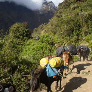 mulas_con_carga_en_sendero_de_montaña-mules_with_loads_on_mountain_path