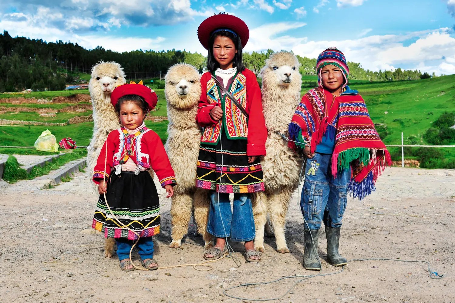 Children and Alpacas in Andean Field