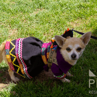 perro_con_traje_andino_colorido_en_pasto-dog_with_colorful_andean_costume_on_grass