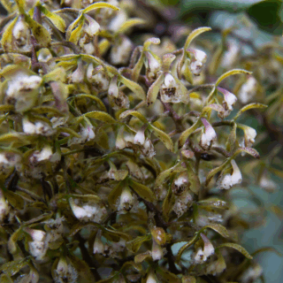 racimo_de_pequeñas_flores_blancas_amarillas_con_rocío-cluster_of_small_white_yellow_flowers_with_dew
