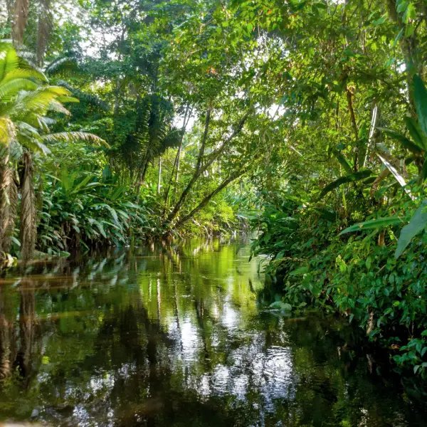 https://www.peru-reservations.com/wp-content/uploads/2025/10/rio_rodeado_de_exuberante_selva_tropical-river_surrounded_by_lush_tropical_jungle.jpg