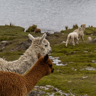 alpacas_en_pradera_húmeda_junto_al_lago-alpacas_in_wet_meadow_next_to_the_lake
