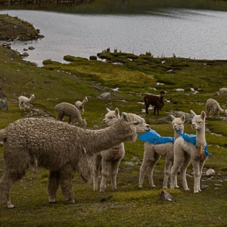 alpacas_y_crías_con_mantas_en_campo_junto_lago-alpacas_and_young_with_blankets_in_field_by_lake