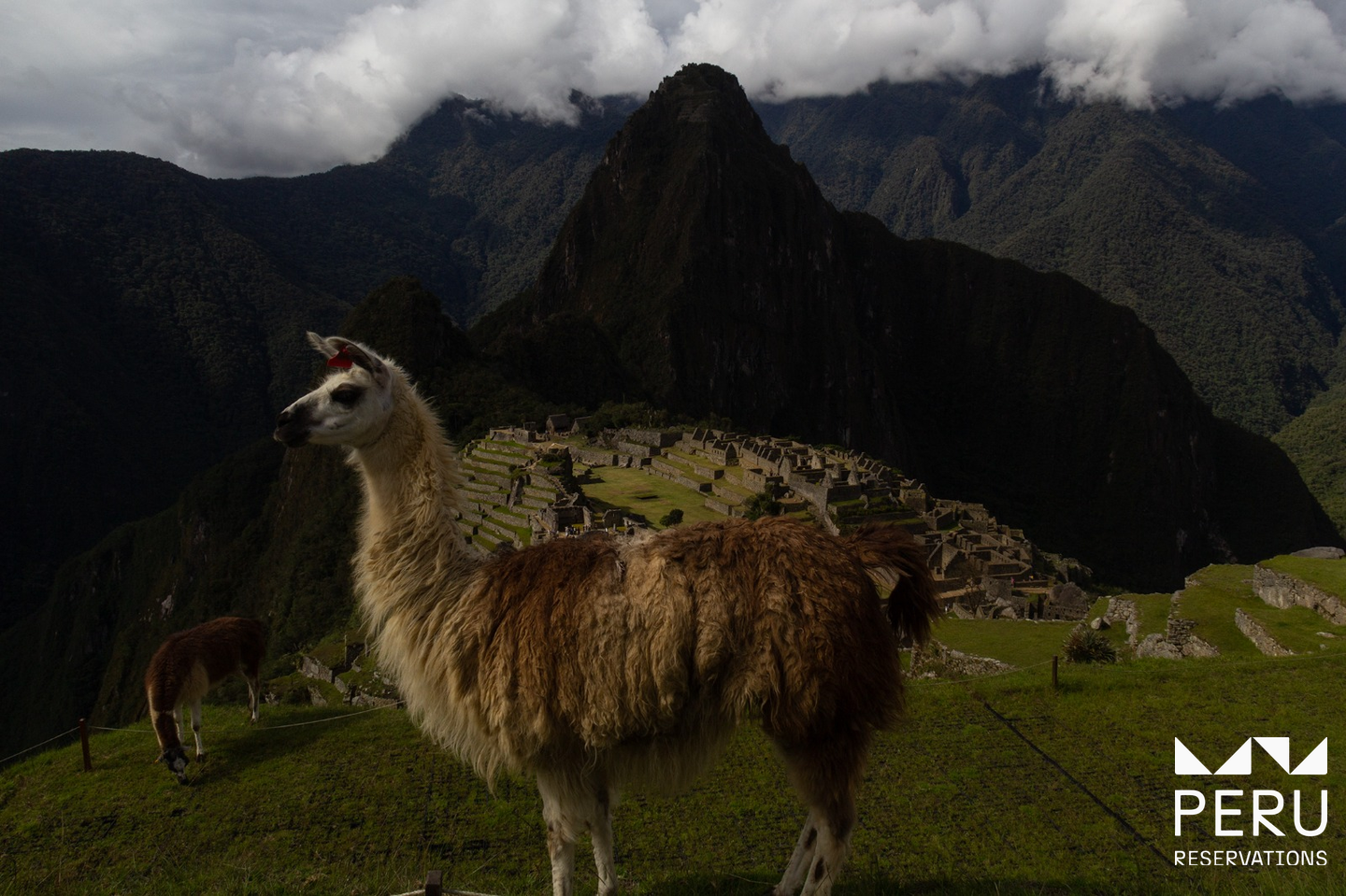 Llamas at Machu Picchu mountains and clouds