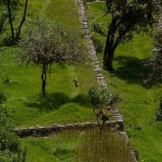 vicuña_entre_terrazas_de_piedra_verdes_con_árboles_perú-vicuña_among_green_stone_terraces_with_trees_peru